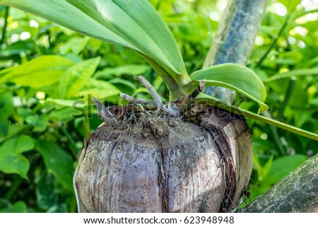Coconut Palm Tree. New palm growing. Bali island, Indonesia.