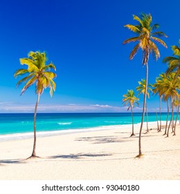 Coconut Palm Tree On Beautiful Cuban Stock Photo 93040180 | Shutterstock