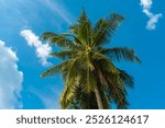 Coconut palm tree on blue sky background. Low angle view of palm trees growing against blue sky during sunny day. 