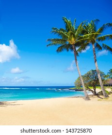 Coconut Palm Tree On The Sandy Poipu Beach In Hawaii, Kauai