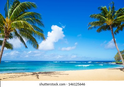 Coconut Palm tree on the sandy beach in Hawaii, Kauai