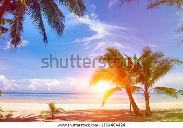 Coconut Palm Tree On Sandy Beach Stock Photo 1104484424 | Shutterstock