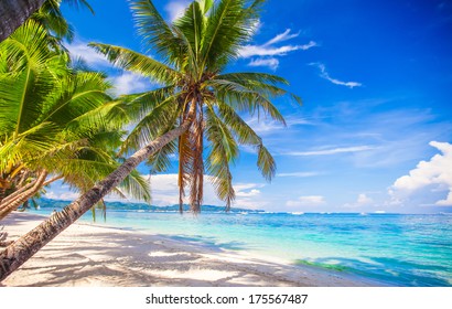 Coconut Palm Tree On The White Sandy Beach