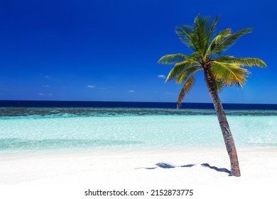 Coconut Palm Tree On A White Sand Beach With Lagoon In Tropical Travel Destination