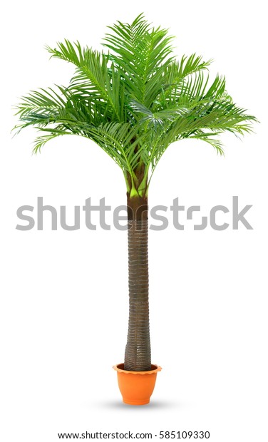 Coconut Palm Tree Pot Plastic Isolated Royalty Free Stock Image