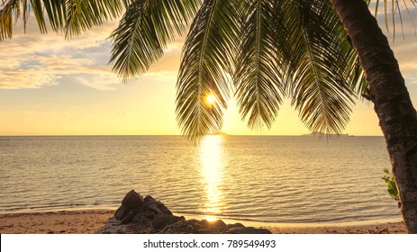 Coconut Palm tree at sunset on sandy beach in Caribbean sea.