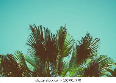 Coconut palm tree under blue sky. Vintage background. Travel card. Vintage effect.