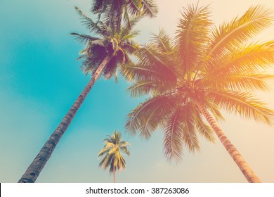 Coconut Palm Tree With Vintage Effect.