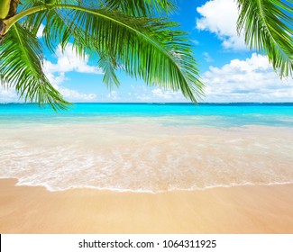 Palm Tropical Beach Stock Photo 569532439 | Shutterstock