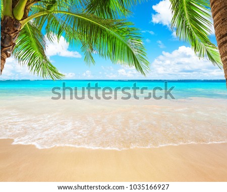 Coconut palm trees against blue sky and beautiful beach in Punta Cana, Dominican Republic. Vacation holidays background wallpaper. View of nice tropical beach.