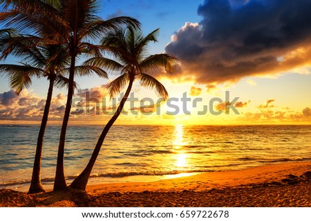 Coconut palm trees against colorful sunset 