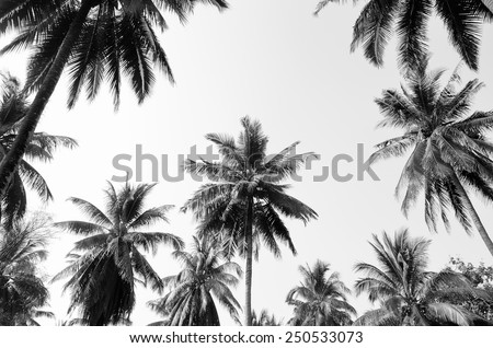 Coconut palm trees against  sky 