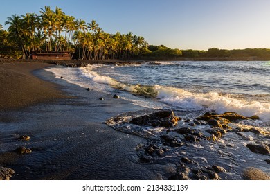 Coconut Palm Trees Along The Black Sand of Punalu'u Beach, Hawaii Island, Hawaii, USA