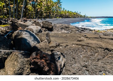 Kokosnuss-Palmen am Pohoiki Black Sand Beach, Isaac Hale Beach Park, Hawaii Island, Hawaii, USA