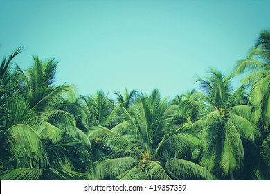 Coconut palm trees, beautiful tropical background, vintage filter