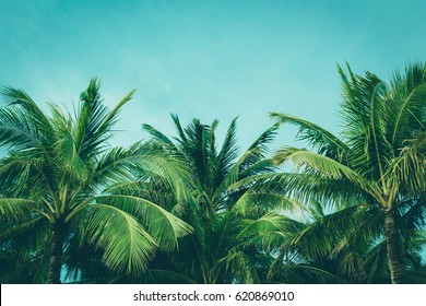 Coconut palm trees, beautiful tropical background, vintage filter - Shutterstock ID 620869010