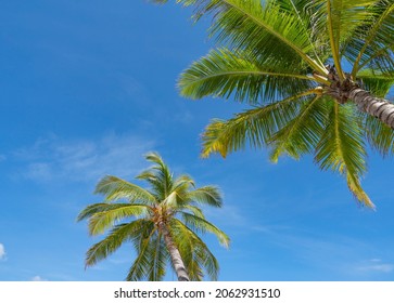 Coconut palm trees bottom view Close up bottom view of fresh leaves on a palm tree Green Leaves of coconut palms against clear sky..