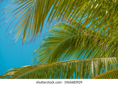 Coconut Palm Trees Branch. Tropical Nature. Summer Vacations In Florida. Blue Sky On Background. Ocean Paradise. Good For Travel Agency, Billboard Or Post Card.