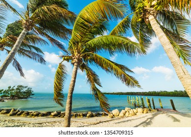 Coconut Palm Trees In Famous Sombrero Beach. Marathon Key, USA