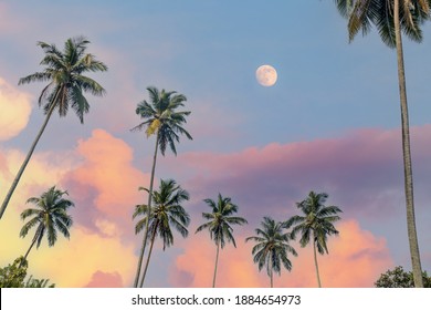 Coconut Palm Trees In Front Of Beautiful Sky With Clouds And Full Moon.