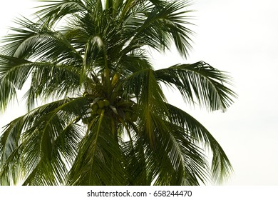 Coconut Palm Trees Isolated.