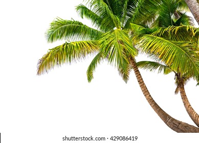 Coconut palm trees isolated on a white background