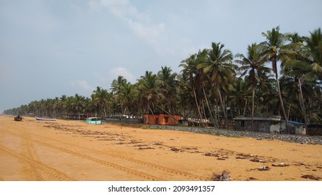 Coconut Palm Trees, Kerala Coastal Areas, Thiruvananthapuram District, Kerala