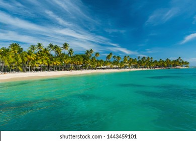 Coconut palm trees on the Caravelle beach in Sainte Anne, Guadeloupe, Caribbean