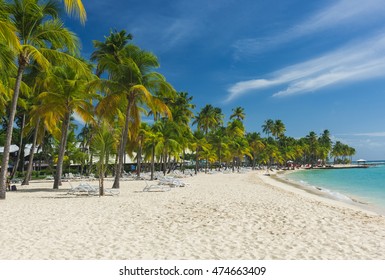 Coconut palm trees on the Caravelle beach in Sainte Anne, Guadeloupe, Caribbean