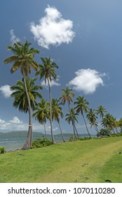 Coconut Palm Trees On Samaná Peninsula, Dominican Republic