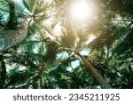 Coconut palm trees on sandy beach near the sea. Summer holiday and vacation concept