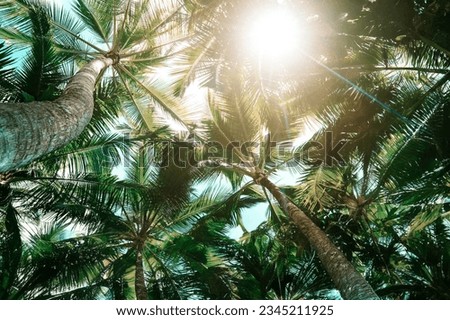 Coconut palm trees on sandy beach near the sea. Summer holiday and vacation concept