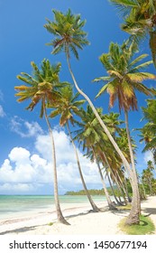 Coconut Palm Trees On Tropiical Caribbean Beach On Samaná Peninsula In The Dominican Republic