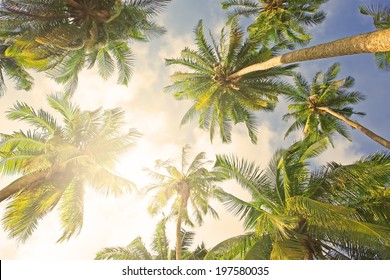 659,098 Coconut Trees Images, Stock Photos & Vectors | Shutterstock