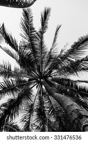 Coconut palm trees perspective view, Landscape in island.Monochr
