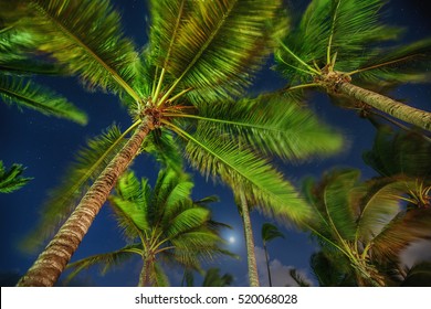 Coconut palm trees perspective view at night.