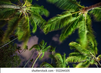 Coconut Palm Trees Perspective View And Night Sky