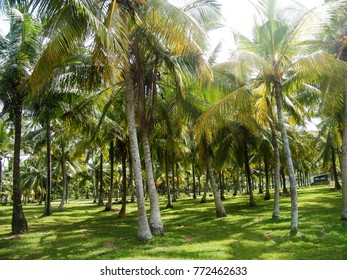 6,198 Coconut plantation thailand Images, Stock Photos & Vectors ...