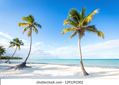 Coconut Palm Trees An Pristine Bounty Beach Close To Sea. Travel, Tourism, Vacation Concept Tropical Background