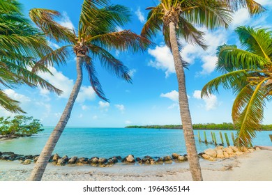 Coconut Palm Trees In Sombrero Beach In Marathon Key. Florida, USA