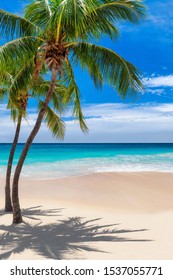 Coconut palm trees and turquoise sea in Jamaica Caribbean beach. Summer vacation and tropical beach concept.  