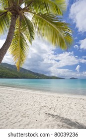 Coconut palms along Magens Bay Beach on St. Thomas in US Virgin Islands