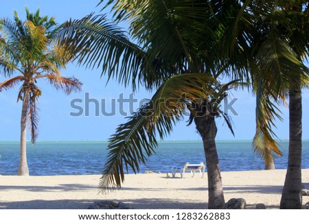 Coconut palms and beach chair on the beach by the ocean in Islamorada in the Florida Keys at Christmas time. 