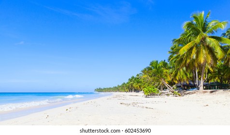 Coconut Palms Grow On White Sandy Beach. Caribbean Sea, Dominican Republic, Saona Island Coast, Popular Touristic Resort, Natural Panoramic Photo