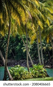 Coconut Palms On The Salvation Islands