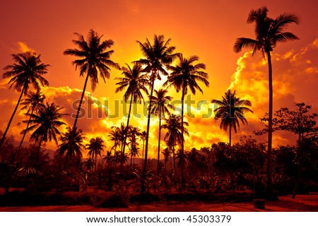 Coconut palms on sand beach in tropic on sunset. Thailand, Koh Chang, Klong Prao beach