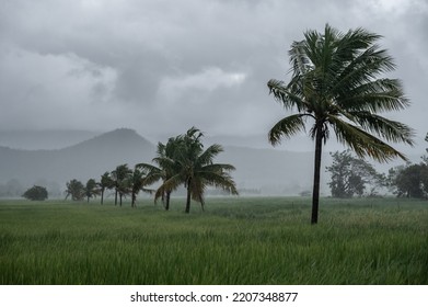 Coconut Plam Tree Blowing By The Storm Wind During Heavy Rain In Rainy Season In Thailand.