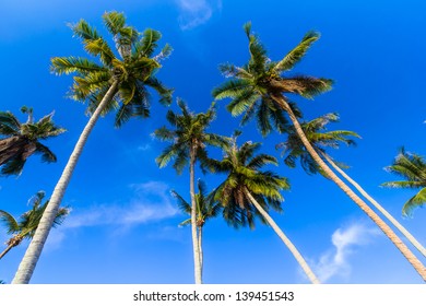 Coconut Plam Tree And Blue Sky