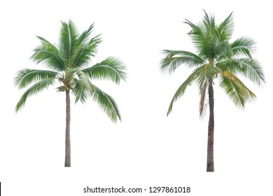 Coconut plam tree isolated on white background.