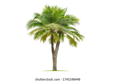 Coconut plam tree isolated on white background.